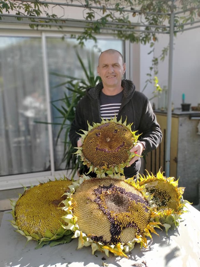 Tournesol à fleur géante, graines florales faciles Meilland Richardier