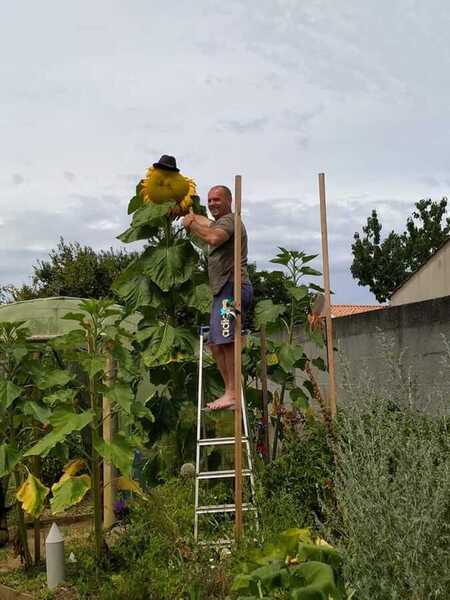 record de France 2021 : Tournesol 63.5 cm de diam&egrave;tre