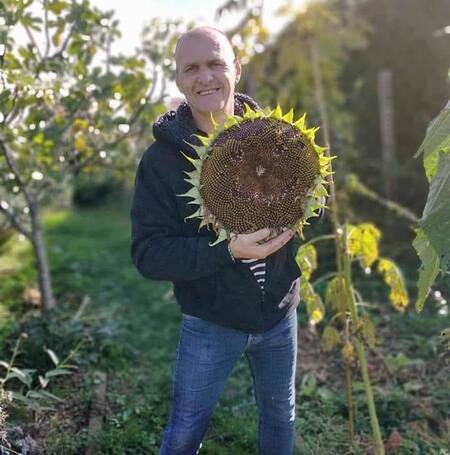 Tournesol g&eacute;ant