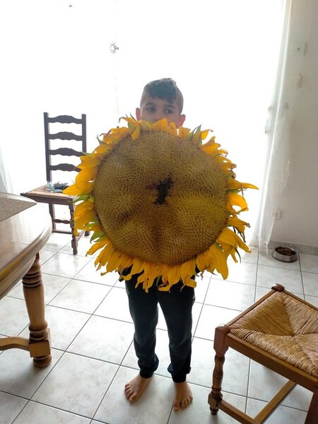 Tournesol record de France 2021 diametre 63.5 cm