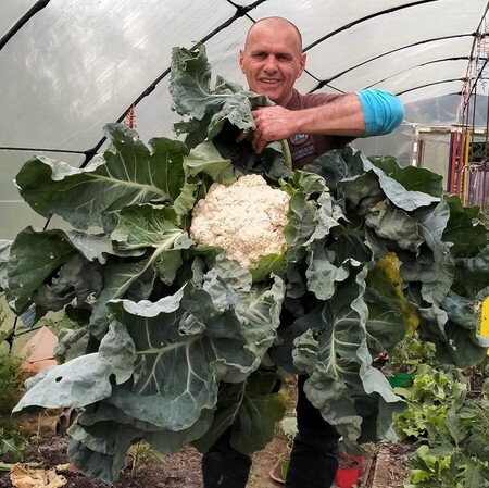 chou fleur : T&ecirc;te de plus de 5 kg