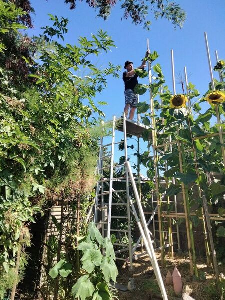 Mon plus grand tournesol