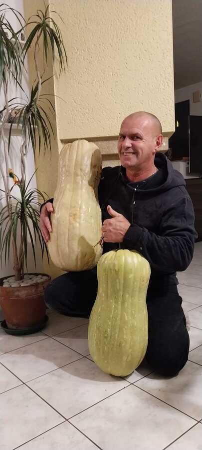 butternut