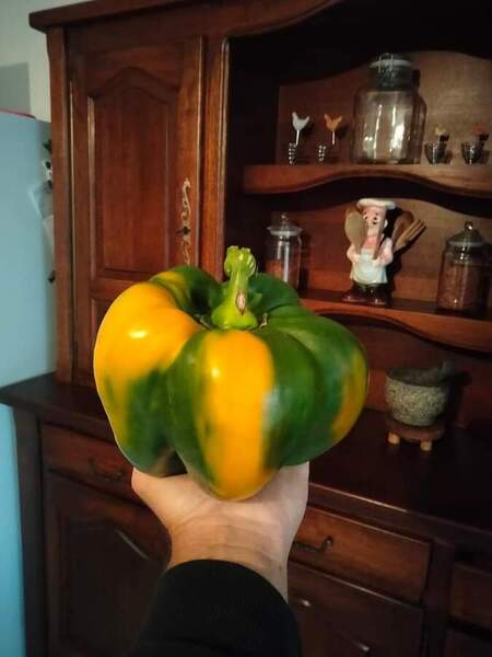 Poivron de plus de 500 grammes