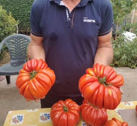 Tomates Riccio Di Parma