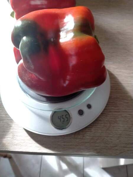 Poivron de 455 grammes