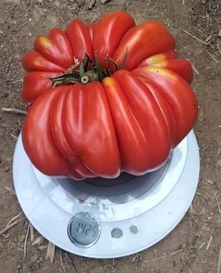 Tomate Riccio Di Parma de 1.425 kg