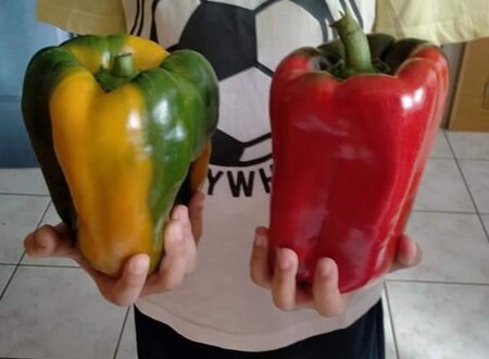 Poivrons de plus de 500 grammes