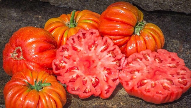 tomate Riccio Di Parma