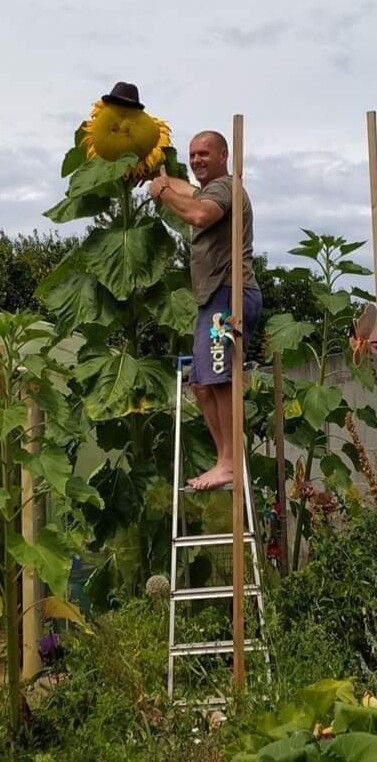 tournesol g&eacute;ant record de France 2019/2020/2021