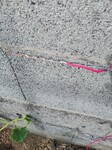 Zoma branch&eacute;s