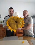 tournesol g&eacute;ant record de France 2019/2020/2021