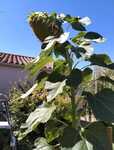 Tournesol Mongolian's Giant