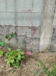 Zoma branch&eacute;s